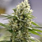 Lemon Haze Marijuana Strain