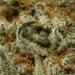 Lemon Meringue Strain Marijuana Plant