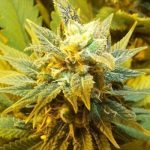 Limoncello Marijuana Strain