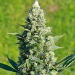 LSD Marijuana Strain