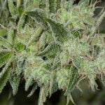 LSD Strain Marijuana Plant