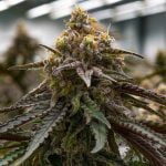 Mac 1 Marijuana Strain