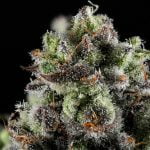 Mac 1 Strain Marijuana Plant