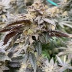 Mandarin Cookies Marijuana Strain