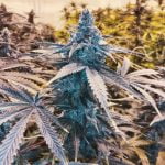 Mendo Breath Marijuana Strain