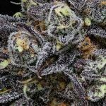 Mendo Breath Strain Marijuana Plant