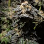 Monster Cookies Marijuana Strain