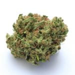 Orange Creamsicle Bud