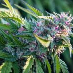 Papaya Marijuana Strain