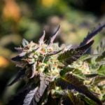 Papaya Strain Marijuana Plant