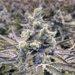 Pineapple Upside Down Cake Marijuana Strain