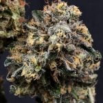 Pineapple Upside Down Cake Strain Marijuana Plant