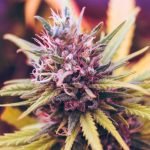 Pink Runtz Marijuana Strain