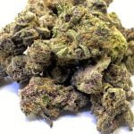 Pink Runtz Strain Marijuana Plant