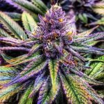 Purple Haze Marijuana Strain