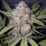 Stardawg Marijuana Strain