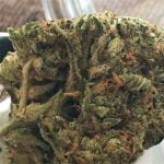 Stardawg Strain Marijuana Plant