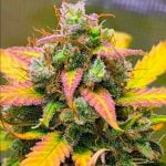 Strawberry Banana Marijuana Strain