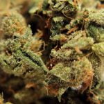 Strawberry Banana Strain Marijuana Plant