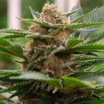 Strawberry Cough Marijuana Strain