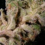 Strawberry Cough