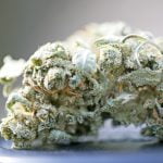 Super Lemon Haze Bud