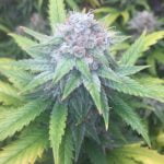 Super Lemon Haze Marijuana Strain