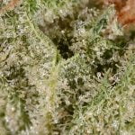 Super Lemon Haze Strain Marijuana Plant