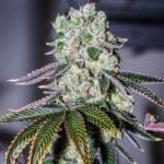 Wedding Pie Marijuana Strain