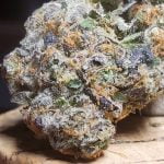 Wedding Pie Strain Marijuana Plant