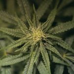 Outer Space Marijuana Strain