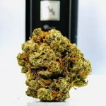 Afghani Strain Marijuana Plant