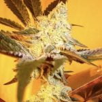 Animal Face Marijuana Strain