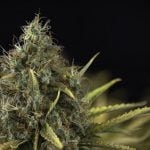 Animal Face Strain Marijuana Plant