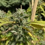 Animal Mints Marijuana Strain