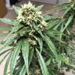 Banana OG Marijuana Strain