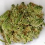 Banana OG Strain Marijuana Plant