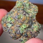 Big Smooth Bud