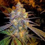 Big Smooth Marijuana Strain