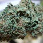 Big Smooth Strain Marijuana Plant