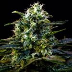 Black Mamba Marijuana Strain