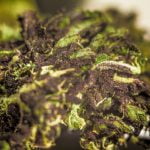 Black Mamba Strain Marijuana Plant