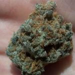 Blueberry Headband Bud