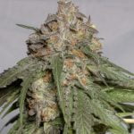 Blueberry Headband Marijuana Strain