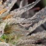 Chernobyl Strain Marijuana Plant