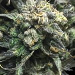 Cherry Diesel Marijuana Strain