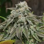 Cherry Punch Marijuana Strain