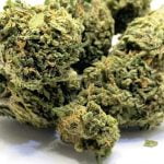 Cherry Punch Strain Marijuana Plant