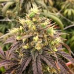 Chocolope Marijuana Strain