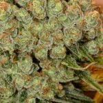 Chocolope Strain Marijuana Plant